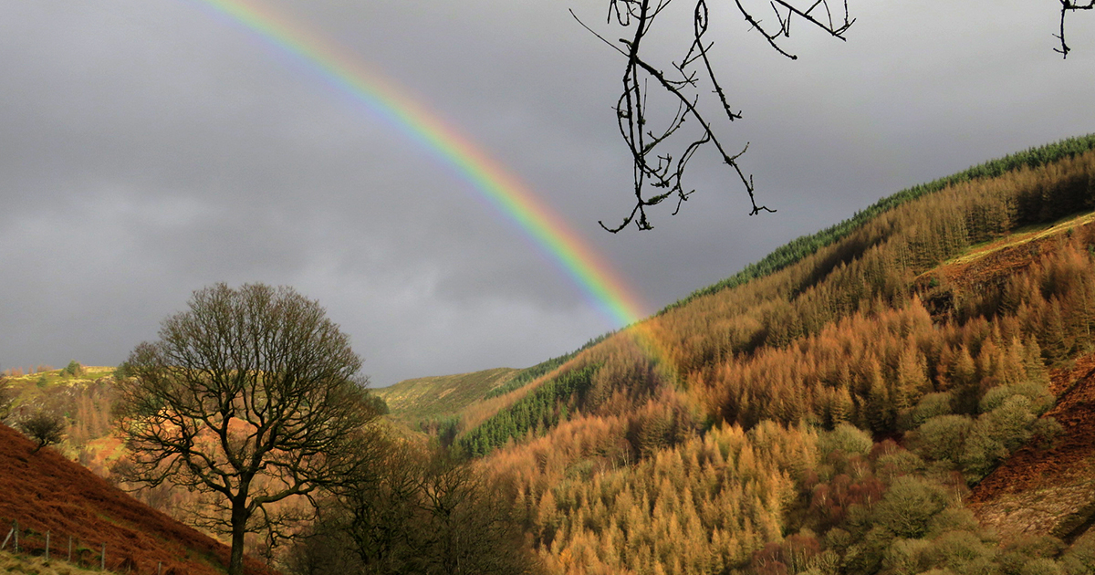 Over The Rainbow Essence by Crystal Mountain